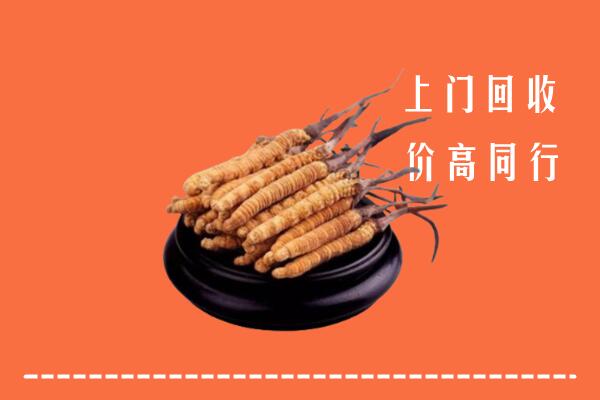 高价求购：攀枝花回收散虫草